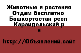 Животные и растения Отдам бесплатно. Башкортостан респ.,Караидельский р-н